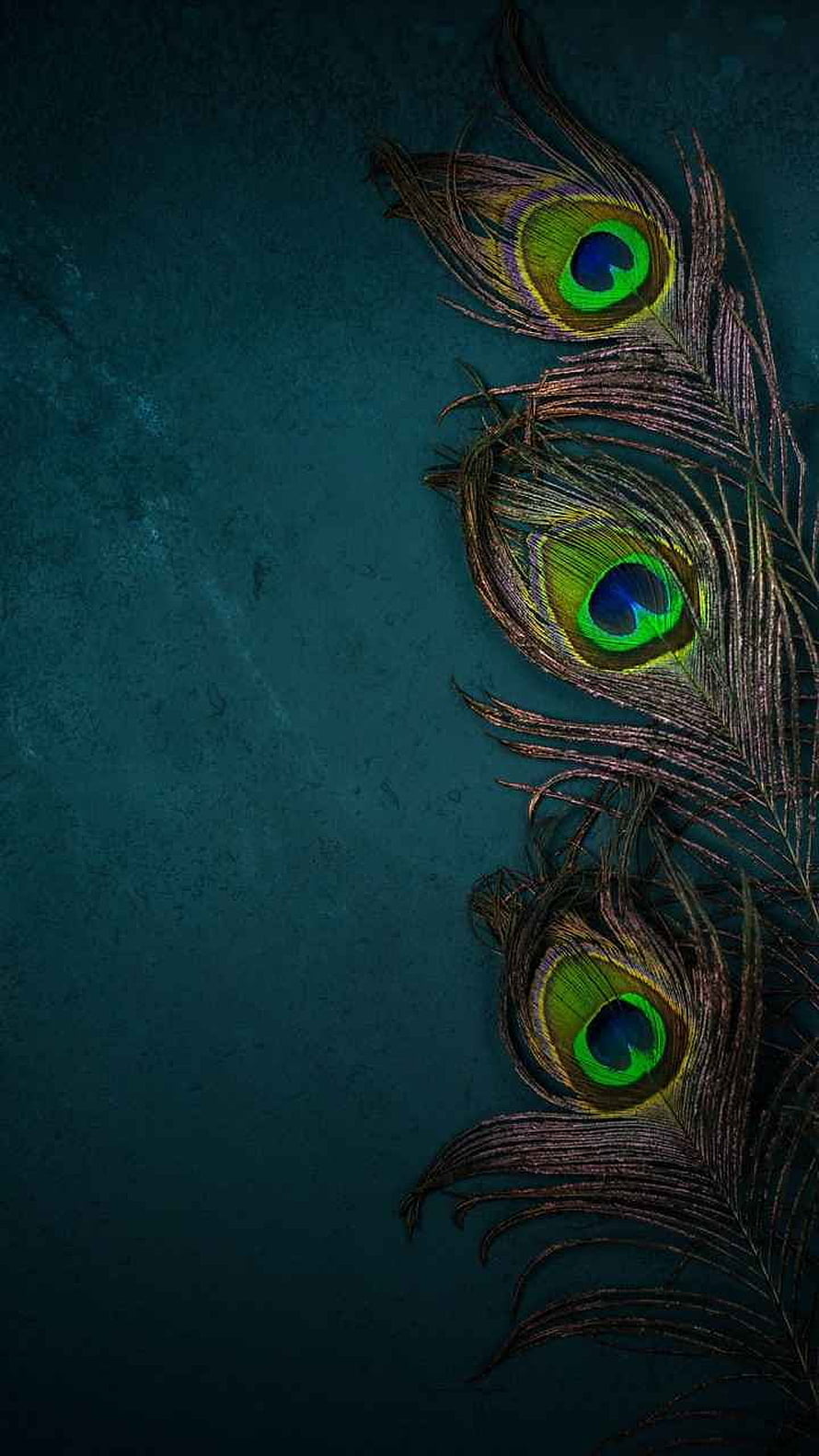 Dark Peacock Feathers with Iridescent Green Eyes on Textured Teal Background HD phone wallpaper