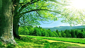 Sunlit Oak Tree in a Lush Green Meadow with Distant Forest Hills HD wallpaper