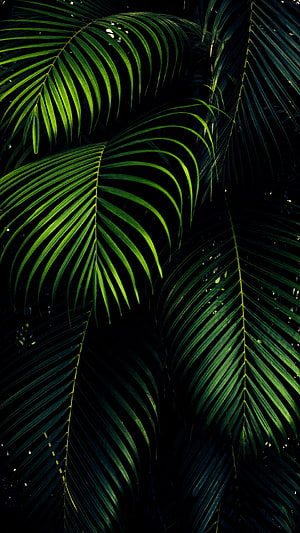 Dark Tropical Palm Fronds with Dramatic Green Lighting and Deep Shadows HD phone wallpaper