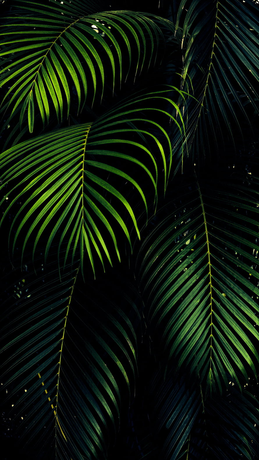 Dark Tropical Palm Fronds with Dramatic Green Lighting and Deep Shadows HD phone wallpaper