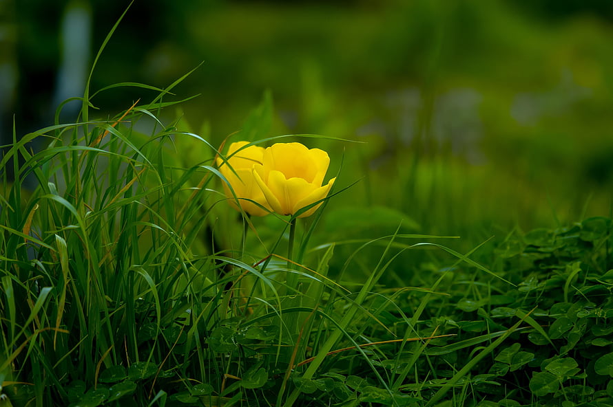 Vibrant yellow tulip blooming in lush green grass with soft bokeh background HD wallpaper