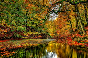 Serene Autumn River Scene with Vibrant Foliage and Mirror-Like Reflections in a Dense Forest HD wallpaper