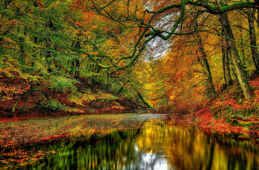 Serene Autumn River Scene with Vibrant Foliage and Mirror-Like Reflections in a Dense Forest HD wallpaper