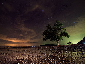 Lone Tree on a Rocky Shore Under a Starry Night Sky with Aurora Glow HD wallpaper