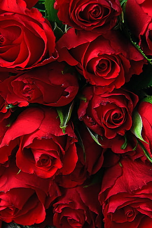 Vibrant Close-Up of Fresh Red Roses with Lush Green Foliage HD phone wallpaper