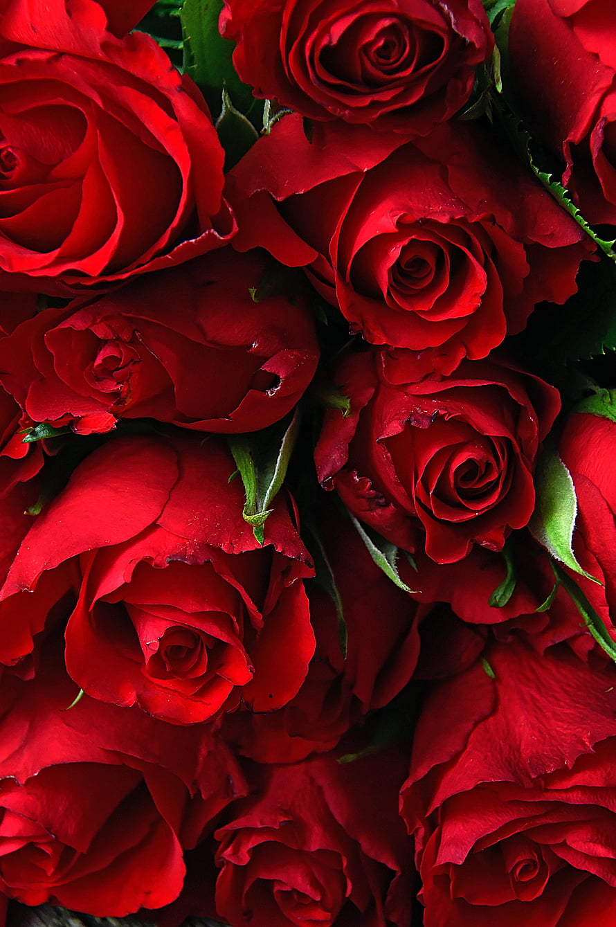 Vibrant Close-Up of Fresh Red Roses with Lush Green Foliage HD phone wallpaper