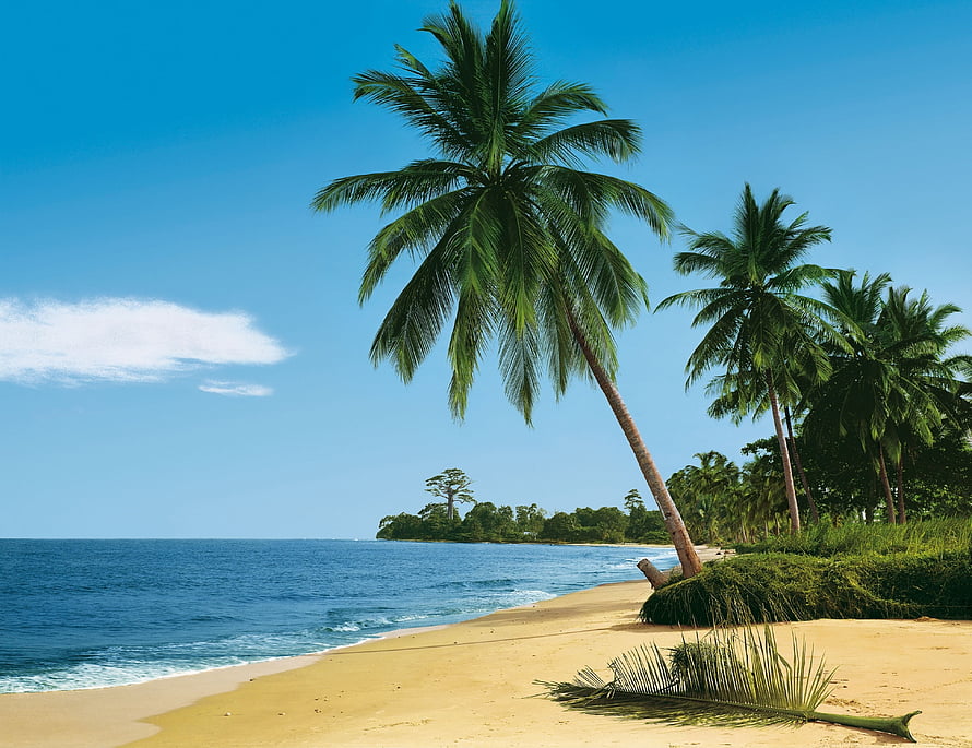 Tropical Beach Landscape With Leaning Coconut Palms And Calm Ocean Waters HD wallpaper