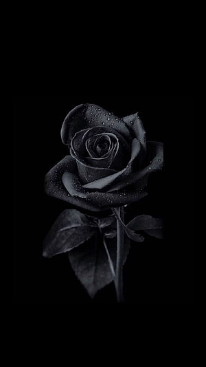 Moody Black Rose with Dew Drops on Pure Black Background HD phone wallpaper