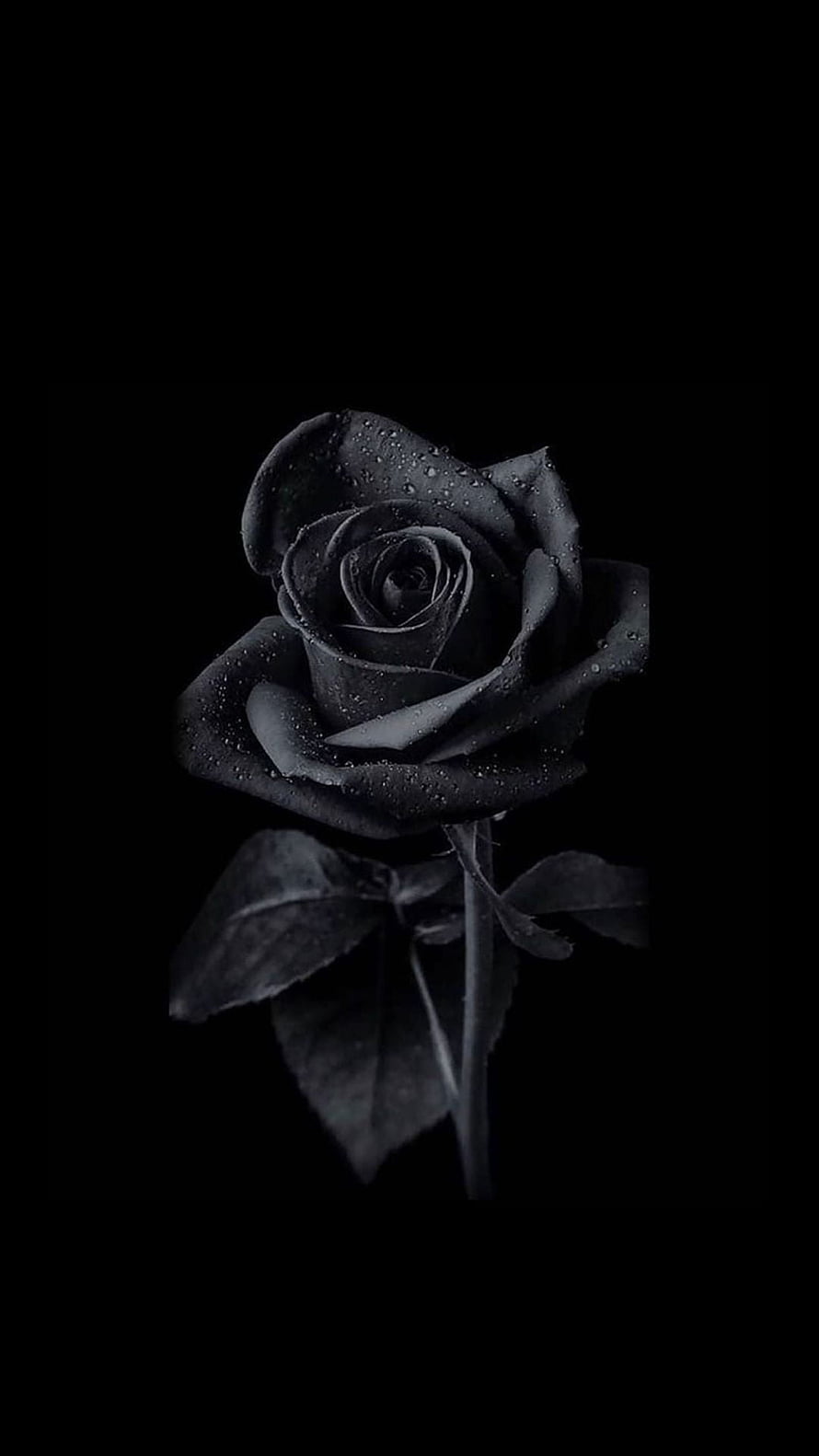 Moody Black Rose with Dew Drops on Pure Black Background HD phone wallpaper