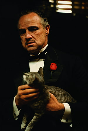Marlon Brando as Don Vito Corleone holding a cat in a tuxedo with a red rose from The Godfather HD phone wallpaper