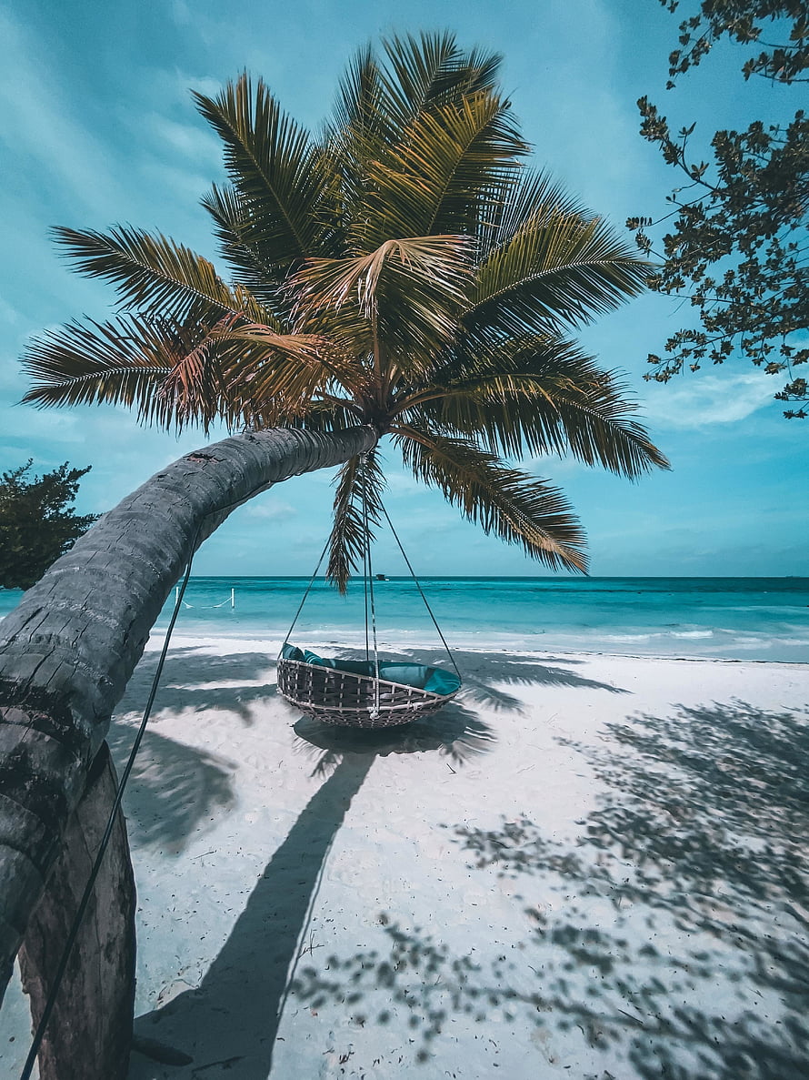 Tropical Beach Scene With Hanging Hammock Under Leaning Palm Tree HD phone wallpaper