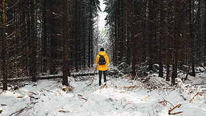 Lone Hiker in Yellow Jacket Walking Through Snowy Pine Forest HD wallpaper