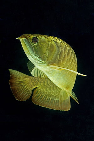 Golden Asian Arowana swimming in dark water with detailed scales and flowing fins HD phone wallpaper