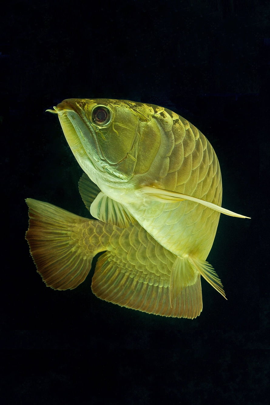 Golden Asian Arowana swimming in dark water with detailed scales and flowing fins HD phone wallpaper