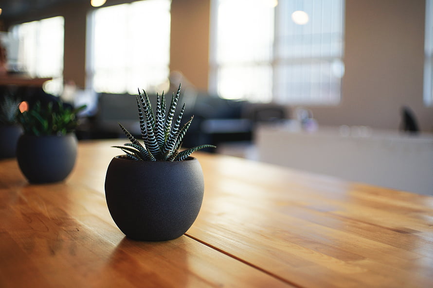 Striped Haworthia Succulent in Matte Black Ceramic Pot on Wooden Table HD wallpaper