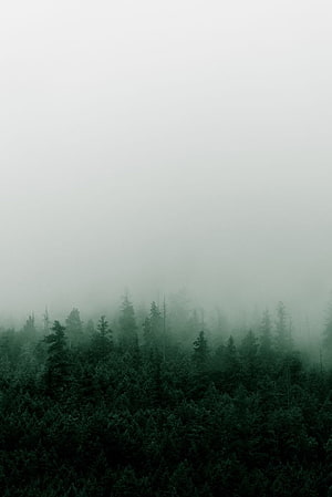 Dark Evergreen Forest Canopy Shrouded in Thick Morning Fog HD phone wallpaper