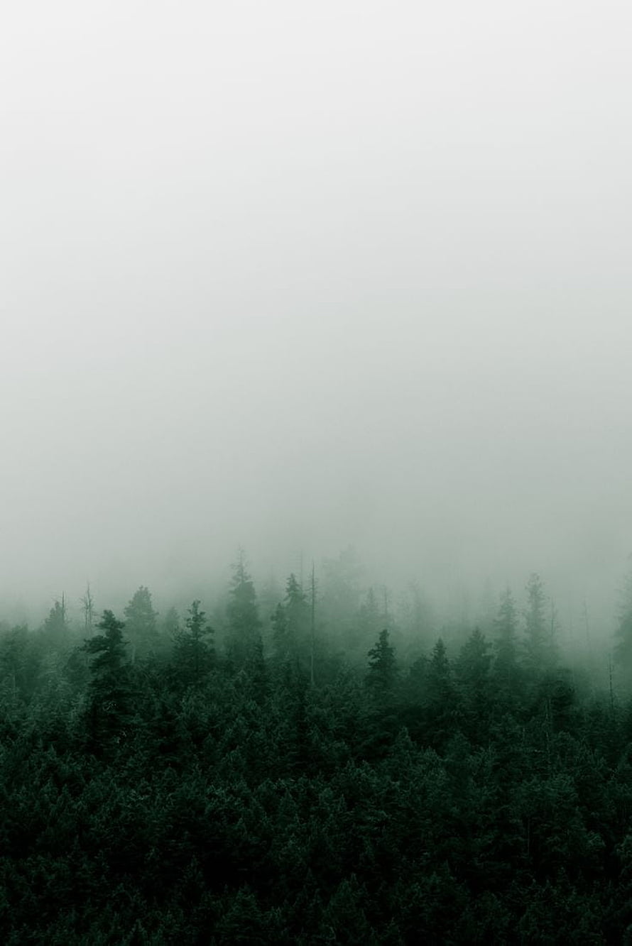 Dark Evergreen Forest Canopy Shrouded in Thick Morning Fog HD phone wallpaper