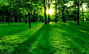 Sunlight Filtering Through Tall Trees in a Lush Green Park Landscape HD wallpaper