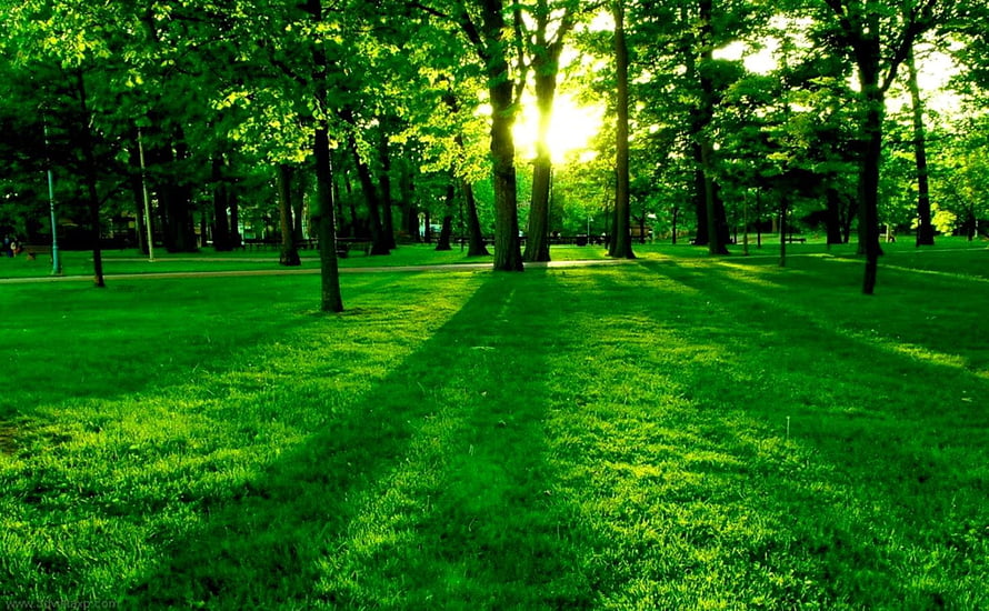 Sunlight Filtering Through Tall Trees in a Lush Green Park Landscape HD wallpaper