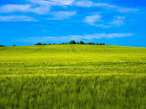 Vast Green Wheat Field Rolling Under a Bright Blue Sky with Scattered Clouds HD wallpaper