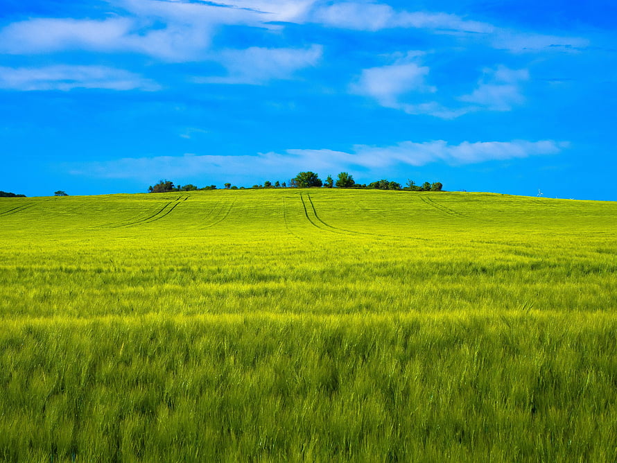 Vast Green Wheat Field Rolling Under a Bright Blue Sky with Scattered Clouds HD wallpaper
