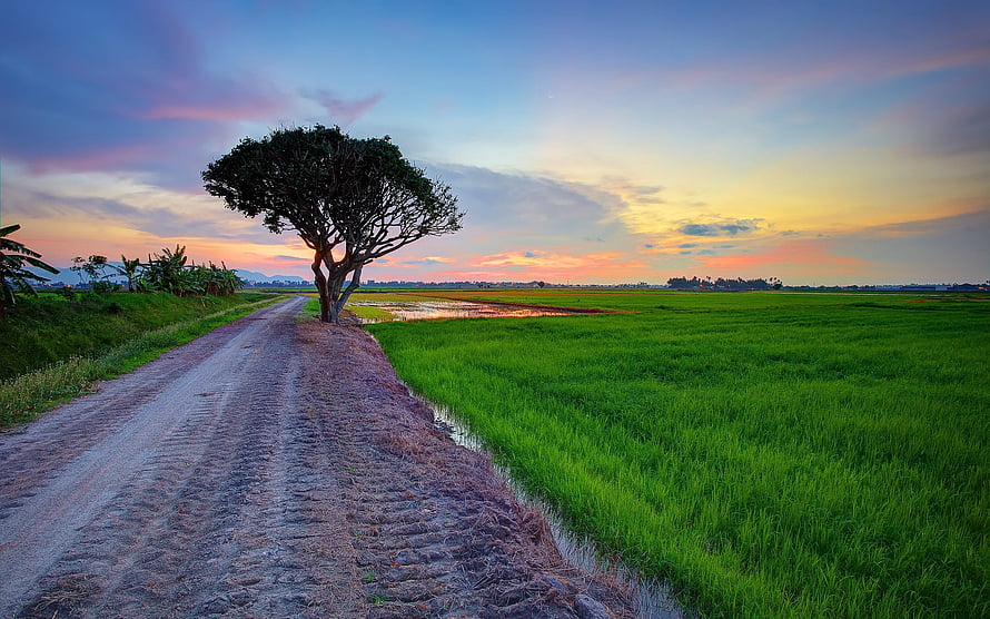 Lone Tree on Dirt Road Beside Vibrant Green Rice Paddy at Sunset HD wallpaper