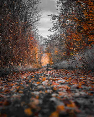 Desaturated Forest Path Lined With Vibrant Orange Autumn Foliage Under Overcast Sky HD phone wallpaper