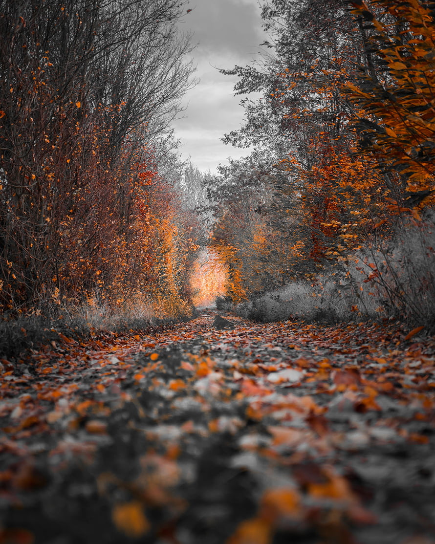 Desaturated Forest Path Lined With Vibrant Orange Autumn Foliage Under Overcast Sky HD phone wallpaper