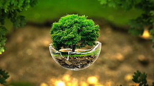 Suspended Glass Sphere with Lush Tree and Soil Layer in Forest Setting HD wallpaper