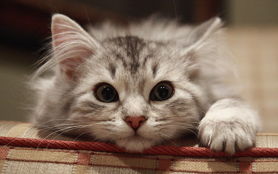 Fluffy Silver Tabby Kitten Peeking Over Woven Basket Edge HD wallpaper