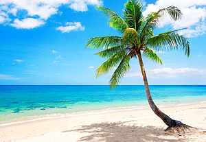 Lone Coconut Palm on White Sand Beach with Turquoise Ocean Water and Blue Sky HD wallpaper
