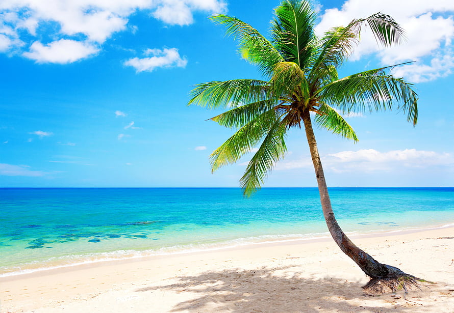 Lone Coconut Palm on White Sand Beach with Turquoise Ocean Water and Blue Sky HD wallpaper