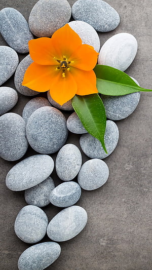 Vibrant Orange Flower Resting on Smooth Grey Pebbles with Green Leaves HD phone wallpaper