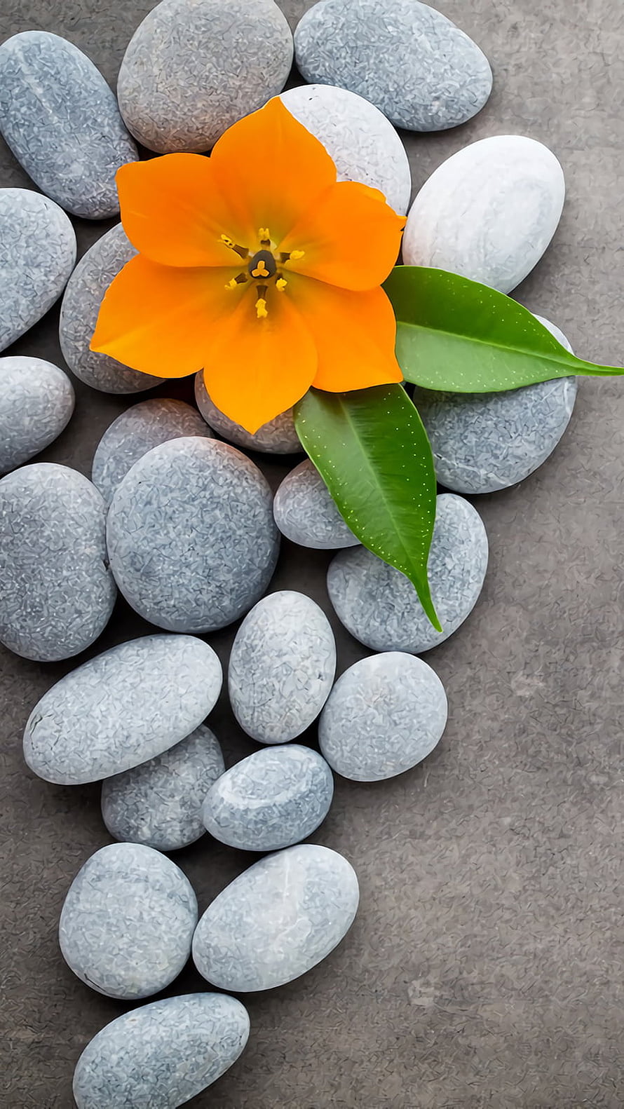 Vibrant Orange Flower Resting on Smooth Grey Pebbles with Green Leaves HD phone wallpaper