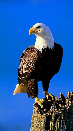 Majestic Bald Eagle Perched on a Weathered Tree Stump Against a Clear Blue Sky HD phone wallpaper