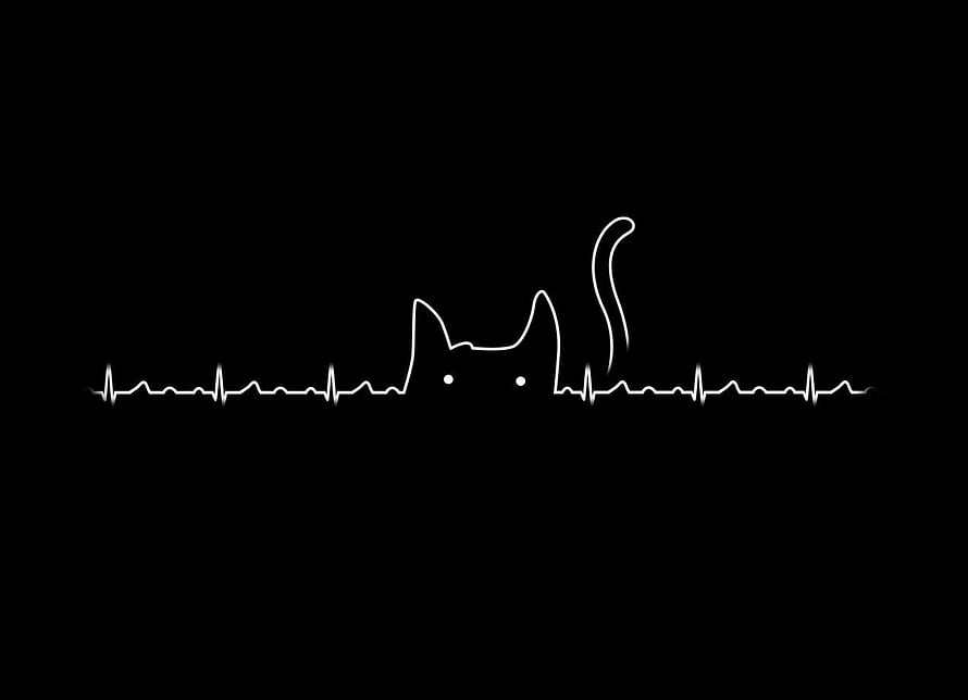 Minimalist Cat Heartbeat Line Art on Black Background HD wallpaper