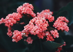 Vibrant Pink Kalanchoe Blooms Against Dark Green Foliage HD wallpaper