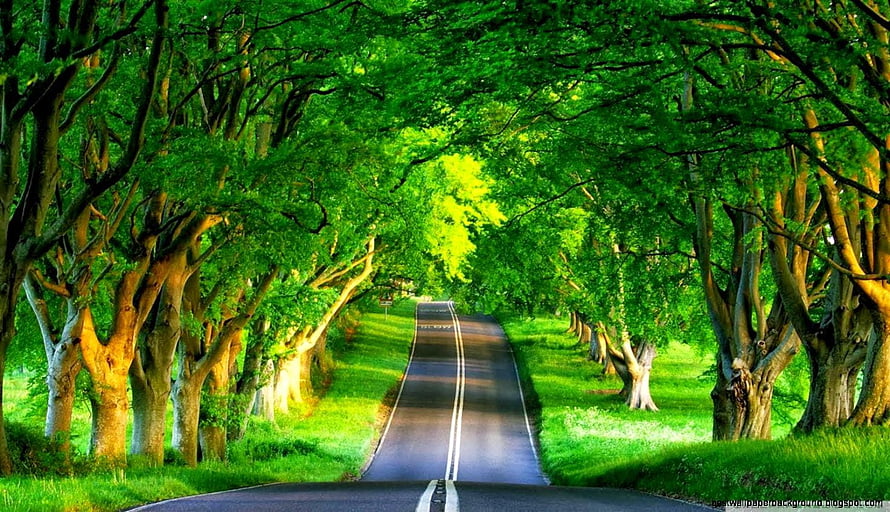 Serene Tree-Lined Country Road with Lush Green Canopy and Sunlit Path HD wallpaper