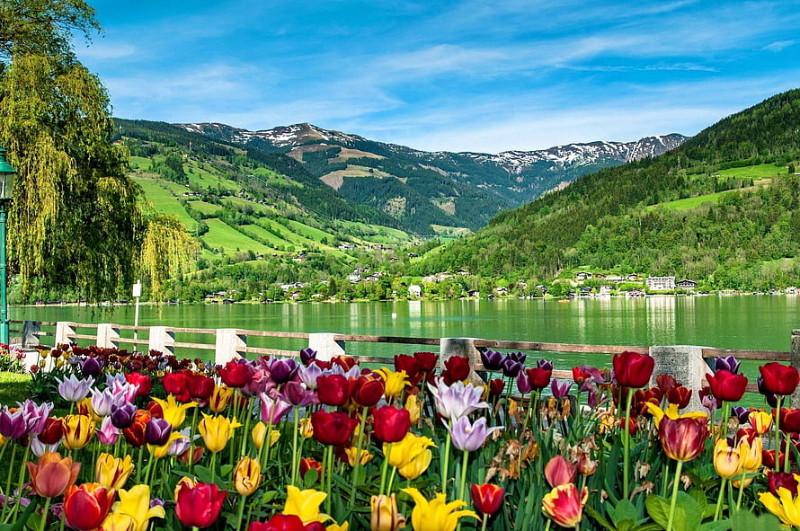 Vibrant Tulip Garden Along a Serene Alpine Lake with Snow-Capped Mountains HD wallpaper