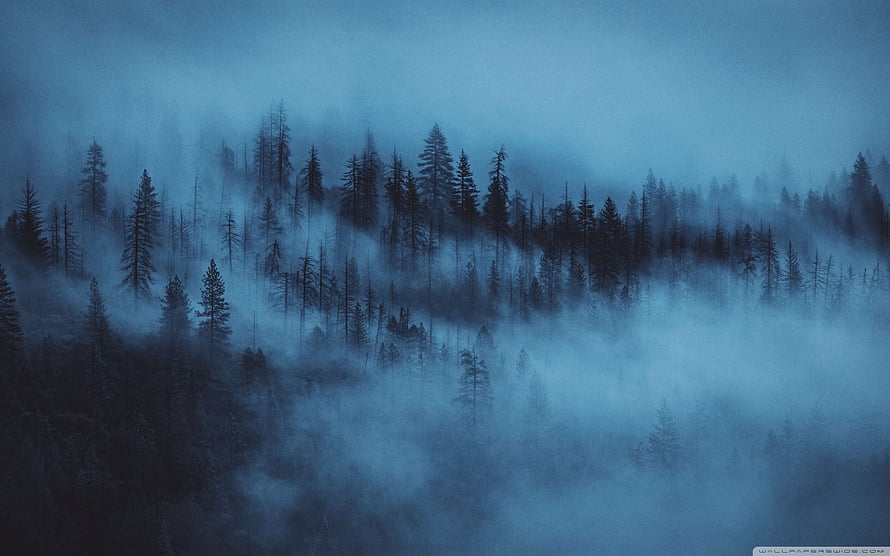 Misty Evergreen Forest at Twilight with Deep Blue Fog and Silhouetted Pines HD wallpaper