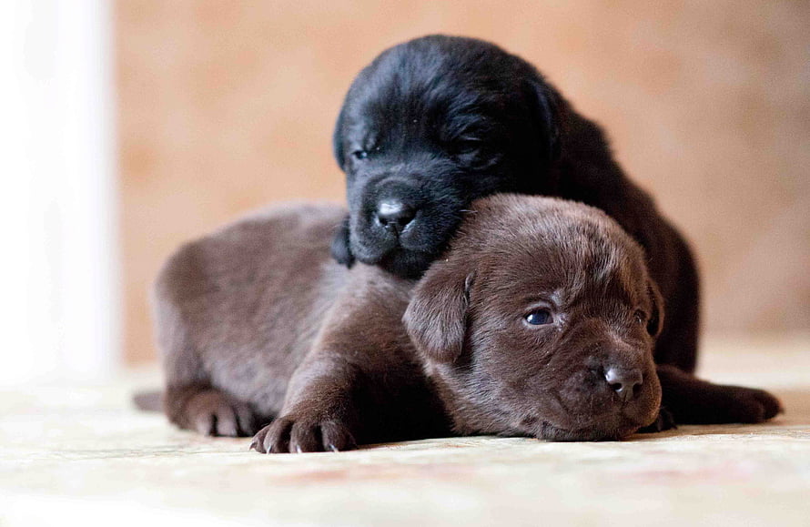 Two Cuddling Labrador Retriever Puppies Resting Together Indoors HD wallpaper
