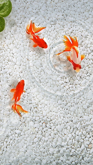 Three Vibrant Goldfish Swimming Over White Pebbles in a Serene Aquarium Setting HD phone wallpaper