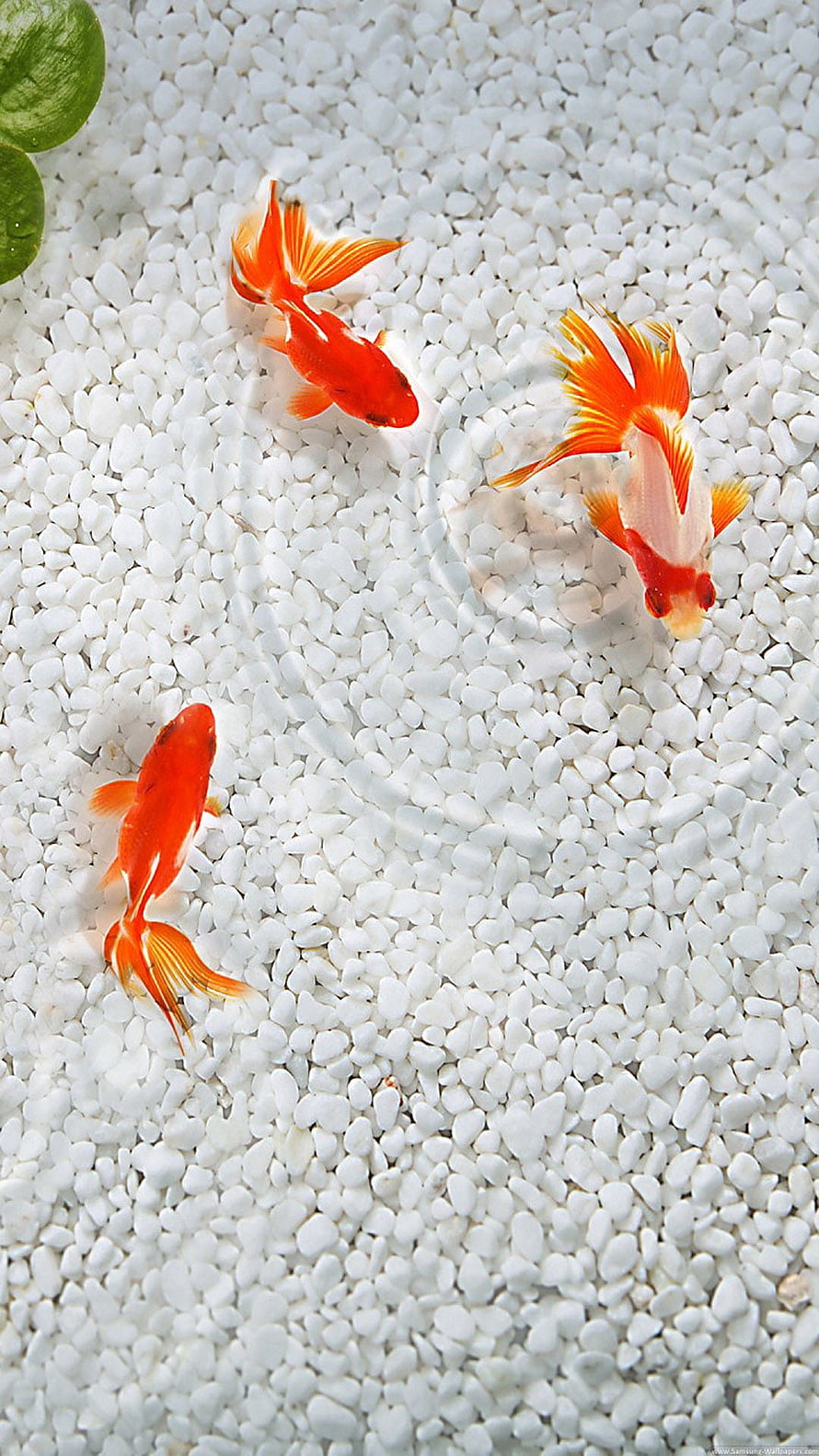 Three Vibrant Goldfish Swimming Over White Pebbles in a Serene Aquarium Setting HD phone wallpaper