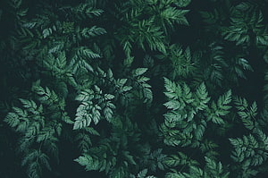 Dark Green Fern Leaves Nature Pattern Aesthetic Background HD wallpaper