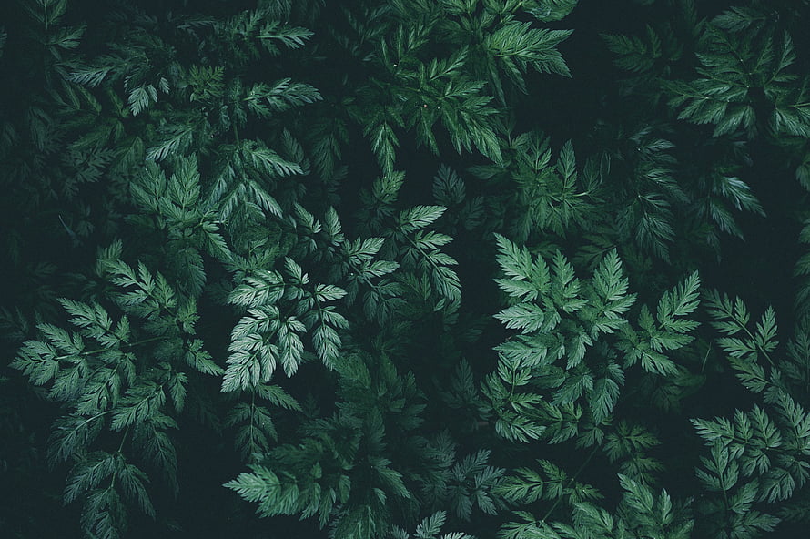 Dark Green Fern Leaves Nature Pattern Aesthetic Background HD wallpaper