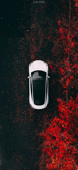 Aerial View of White Tesla Model 3 Parked on Dark Road with Vibrant Red Autumn Foliage HD phone wallpaper