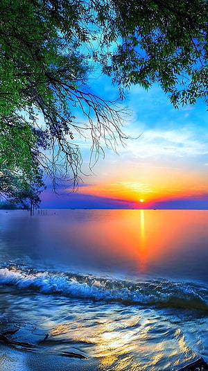 Vibrant Coastal Sunset with Overhanging Tree Branches and Calm Ocean Waves HD phone wallpaper
