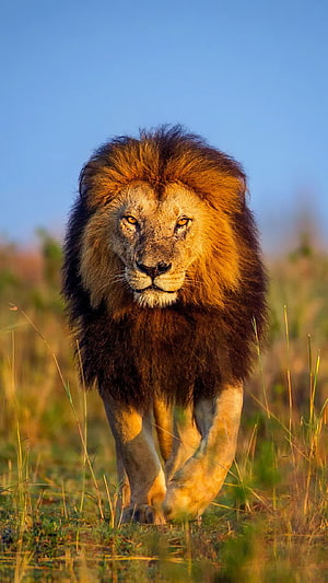 Majestic Male Lion Walking Through Golden Savanna Grassland at Sunset HD phone wallpaper