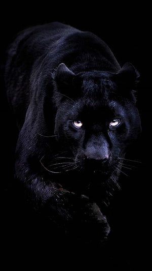 Majestic Black Panther Stalking Through Darkness With Glowing Eyes HD phone wallpaper
