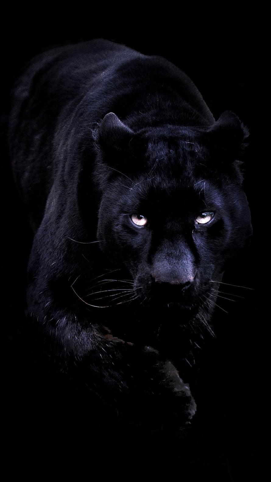Majestic Black Panther Stalking Through Darkness With Glowing Eyes HD phone wallpaper